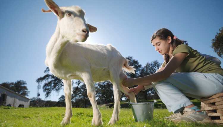 Goat Milk, Milking Goat