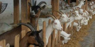 Goatery, Goat Farming