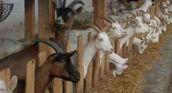 Goatery and Goat Farming in India Benefits and Profit