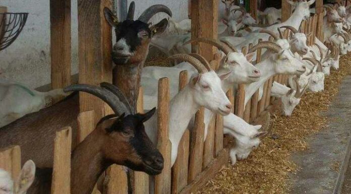 Goatery, Goat Farming