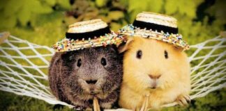 Guinea Pigs, playing, pet