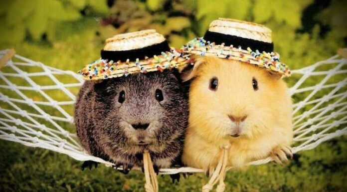 Guinea Pigs, playing, pet