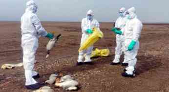 Terror of Bird Flu: How to Prevent Risk of Infection
