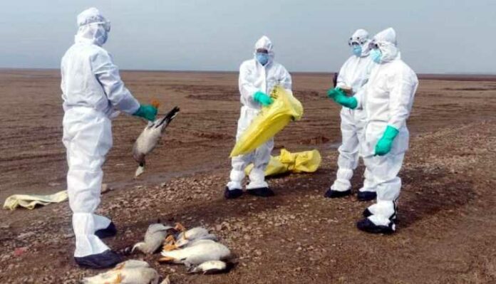 Bird Flu, Avian Influenza