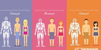 Ectomorph, Mesorph, Endomorph