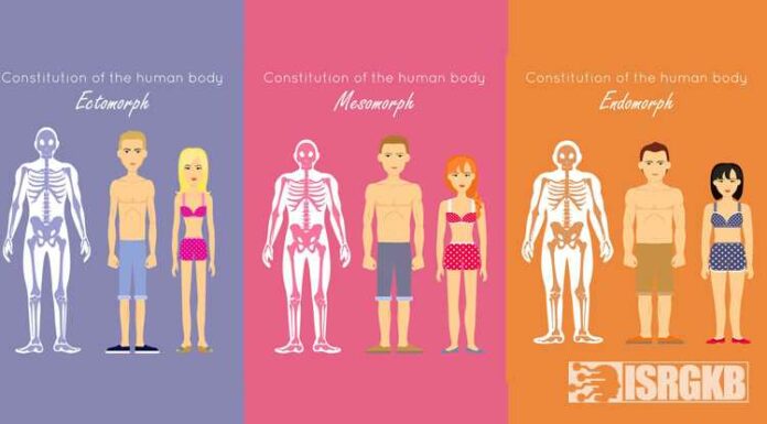 Ectomorph, Mesorph, Endomorph