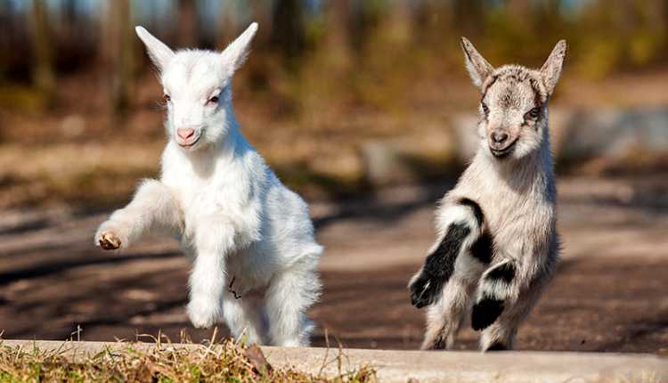 Goat Kids Playing