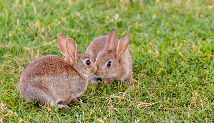 Rabbit of Oryctolagus cuniculus