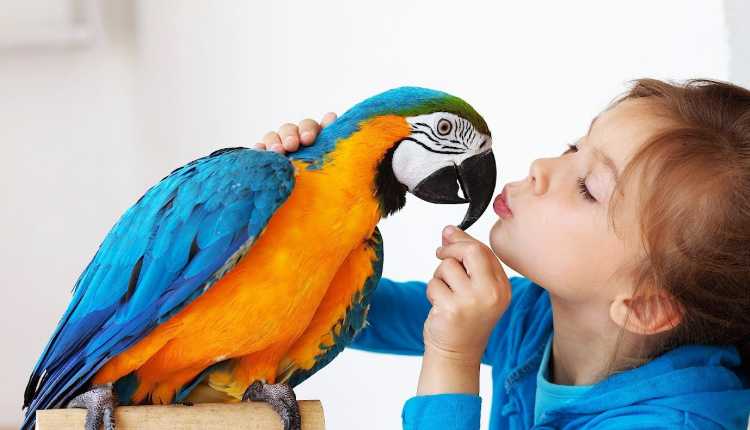 Birds Pet, Playing, Parrot, Macaw, Colourful