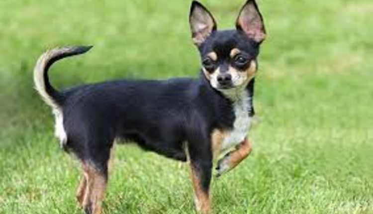 Chihuahua, Dog