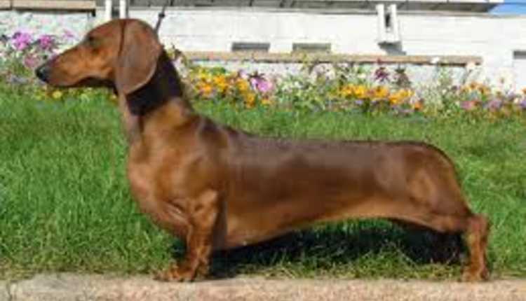 Dachshund, Dog