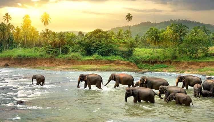 Dandeli, Karnataka, Goa, Elephant, River