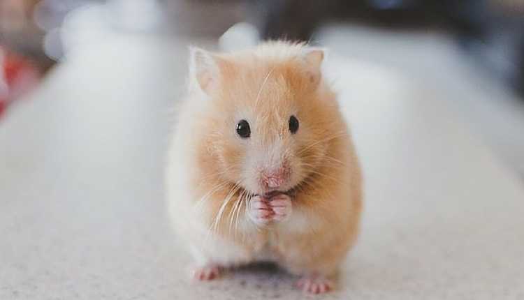 Hamsters, Pet, Playing, White