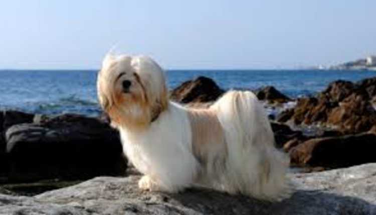 Lhasa Apso, Dog