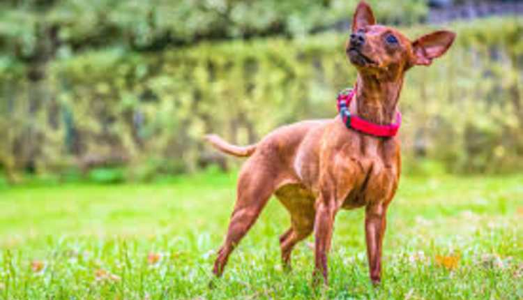 Miniature Pinscher, Dog