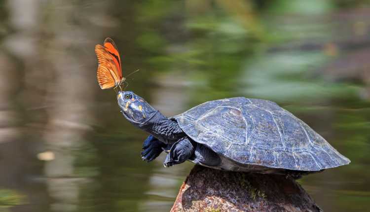 Turtles, Tortoises Pet, Sea, Butterfly