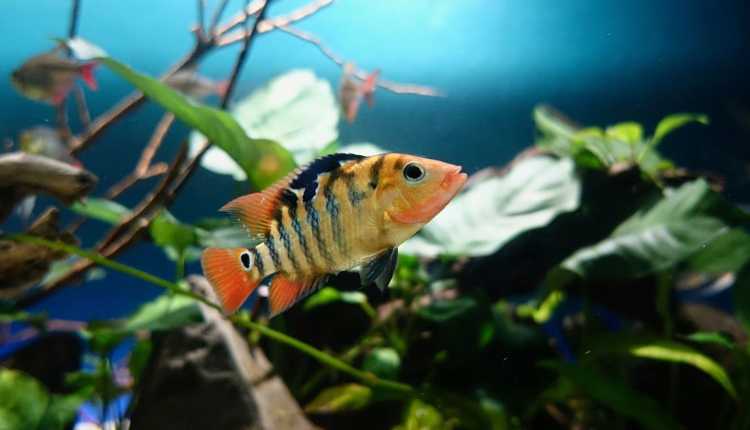 Fish, Aquarium, Pet, Home, Office