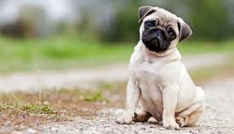 Pug, Dog, Vodafone,dog