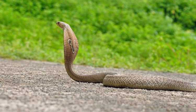 The Indian Cobra