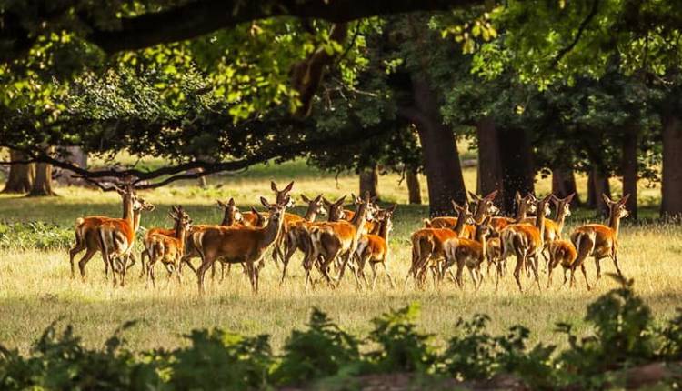 Deer Park, Almora, Uttarakhand