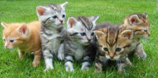 Cute Animals Pet, Cat, Kitten