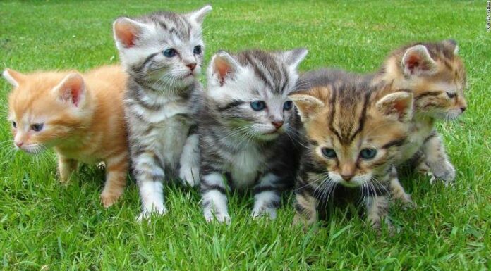 Cute Animals Pet, Cat, Kitten