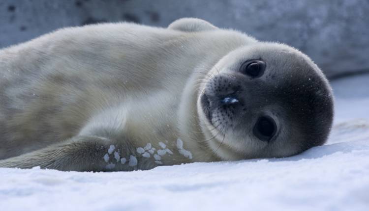 Seals, Cute Animals