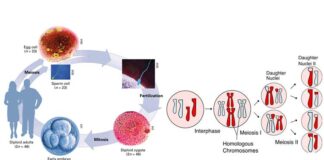 Mitosis And Meiosis In Human