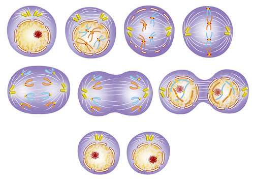 Mitosis, cell