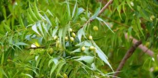 Neem, Neem Fruit, Neem Leaves