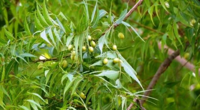 Neem, Neem Fruit, Neem Leaves