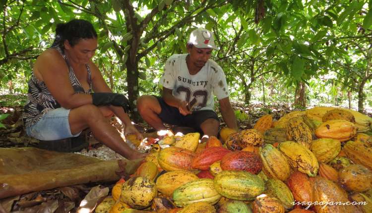 Coco, Cocoa Beans, Tree, Harvesting