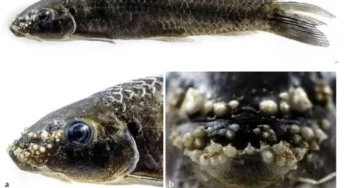 New freshwater edible fish discovered in Koraput, Odisha